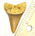 Mako Shark Tooth from Summerville